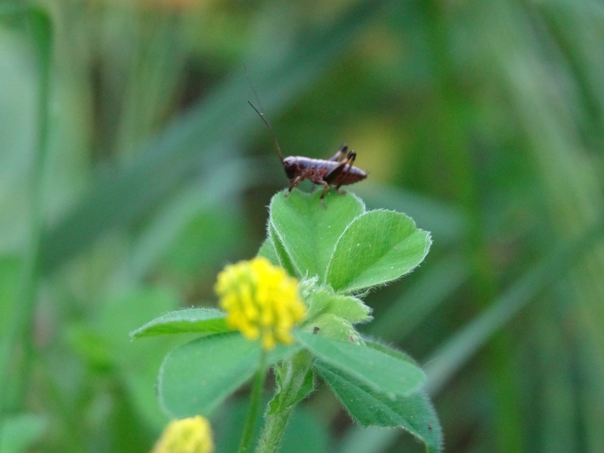 Pholidoptera griseoaptera - szürke avarszöcske