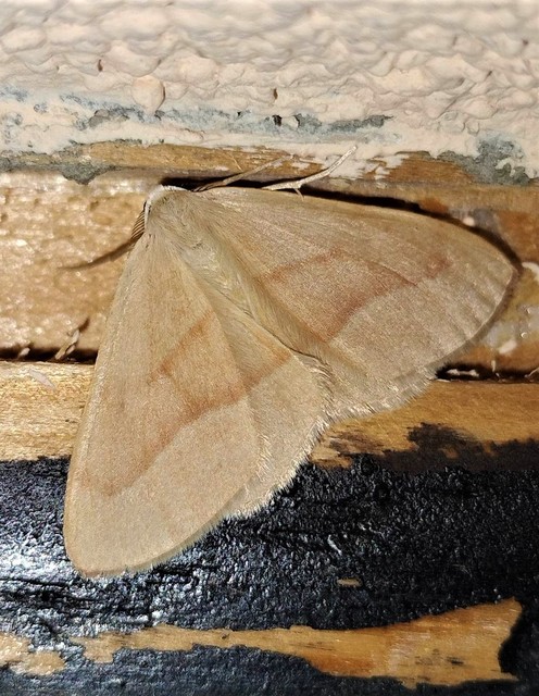 Hylaea fasciaria - erdeifenyő-sávosaraszoló