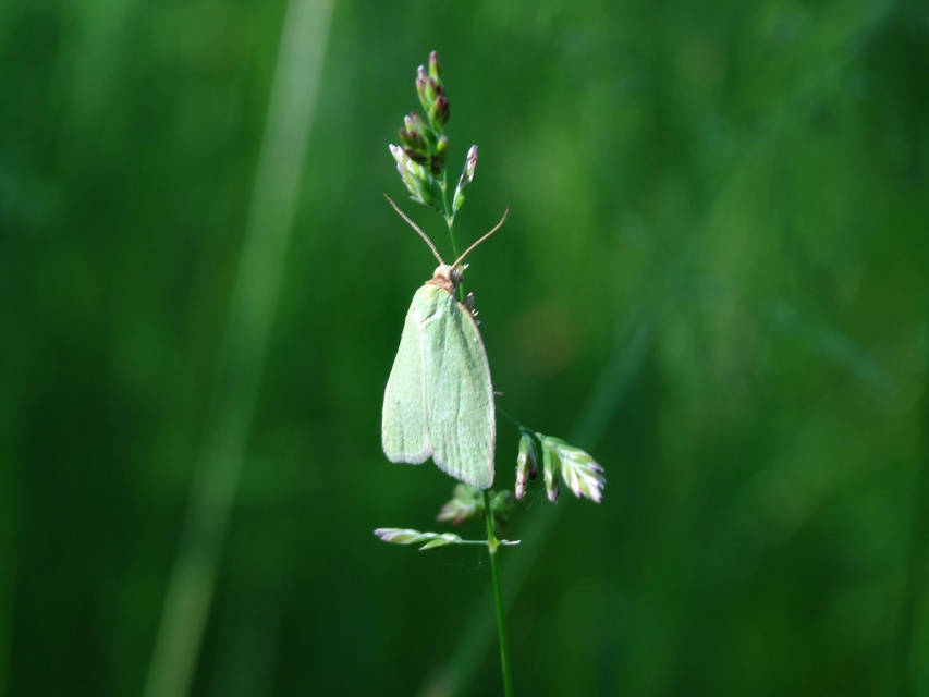 Tortrix viridana - tölgyilonca