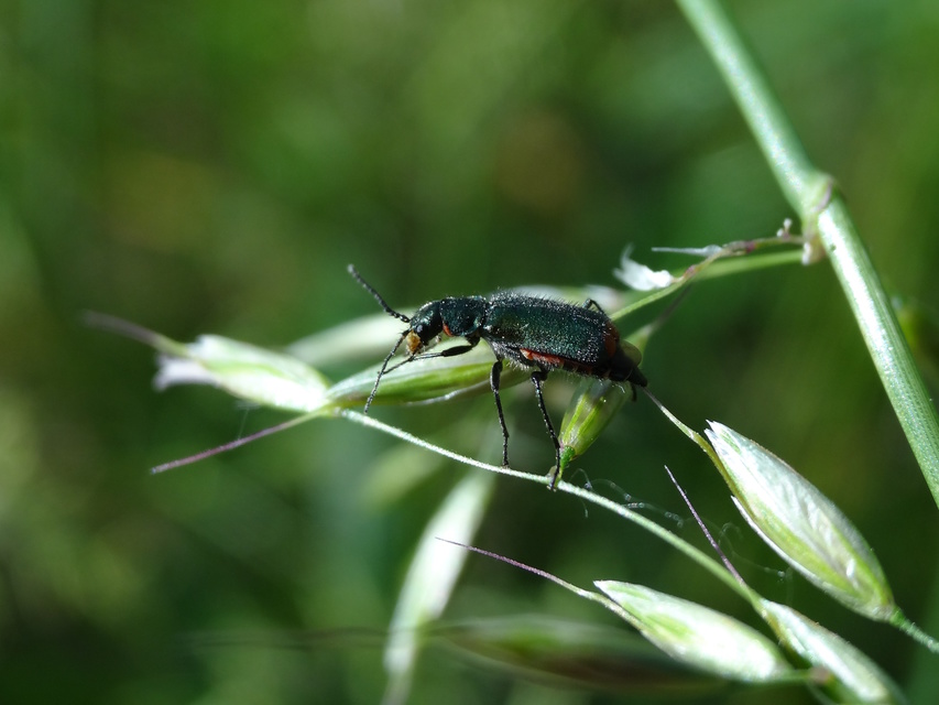 Malachius bipustulatus - kétfoltos bibircsesbogár
