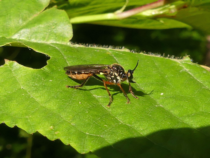 Dioctria rufipes