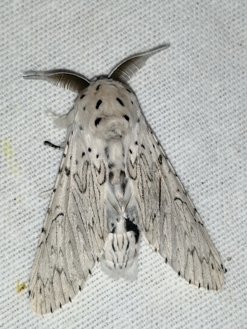 Cerura erminea - hermelin-púposszövő