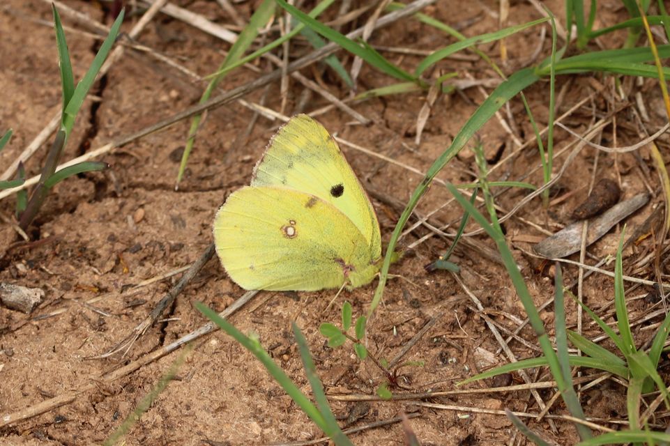 Colias alfacariensis - déli kéneslepke