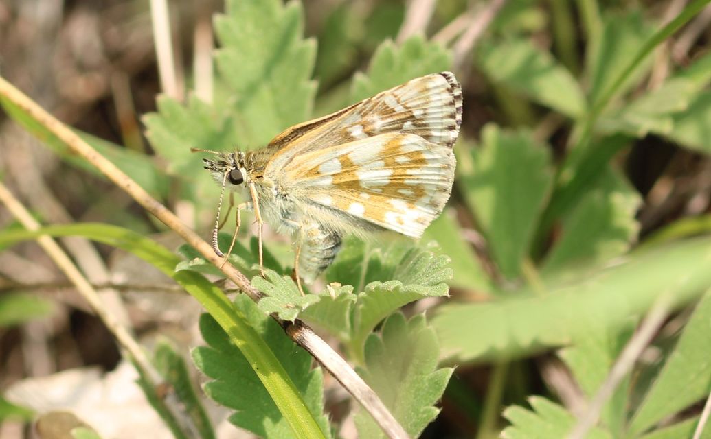 Pyrgus carthami - nagy busalepke