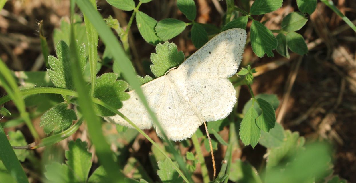 Scopula incanata - hamvas sávosaraszoló