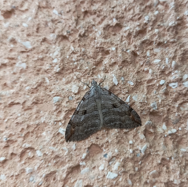 Aplocera efformata/plagiata