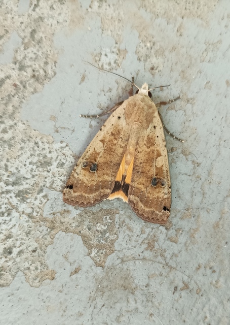 Noctua pronuba - nagy sárgafűbagoly