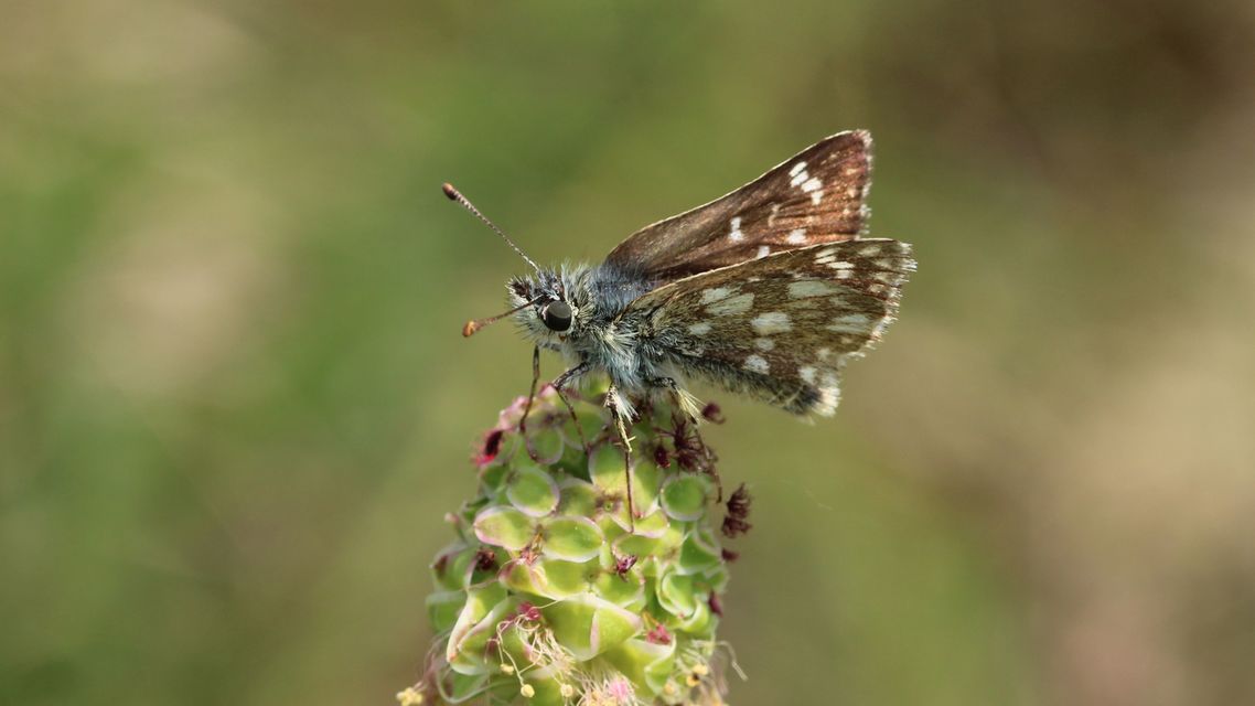 Spialia orbifer - törpe busalepke