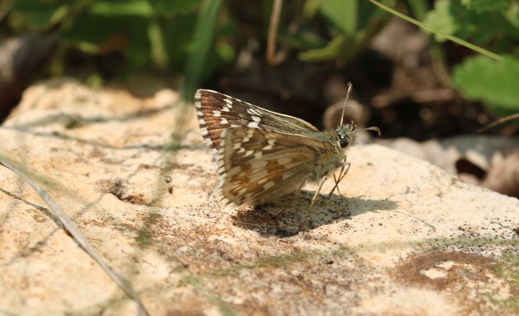 Pyrgus carthami - nagy busalepke