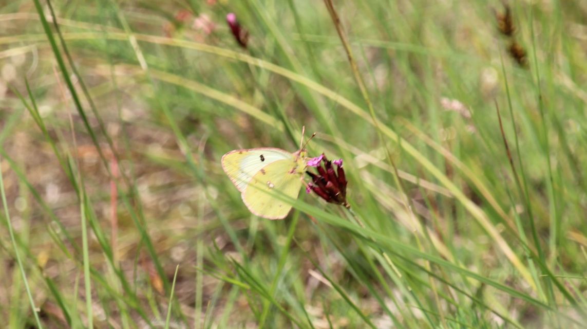 Colias alfacariensis - déli kéneslepke