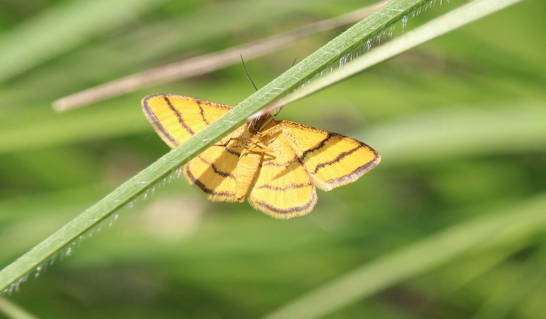 Idaea aureolaria - aranyos sávosaraszoló