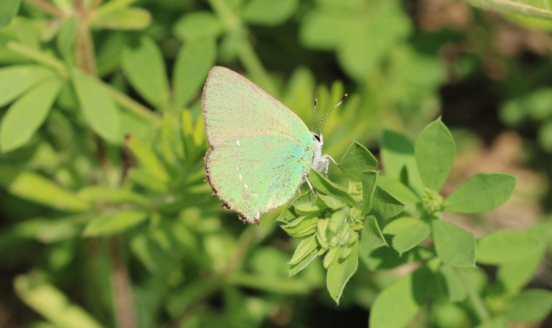 Callophrys rubi - zöldfonákú lepke