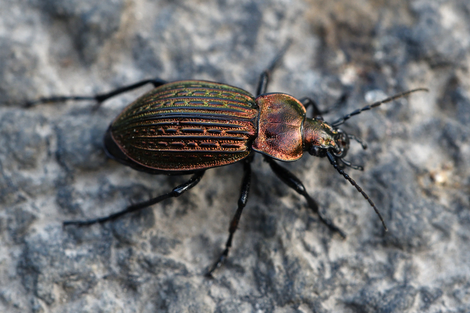 Carabus ulrichii - rezes futrinka Carabus ulrichii - rezes futrinka