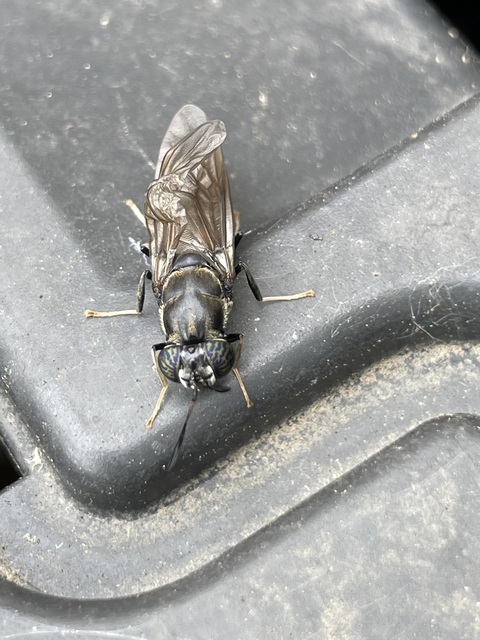 Hermetia illucens