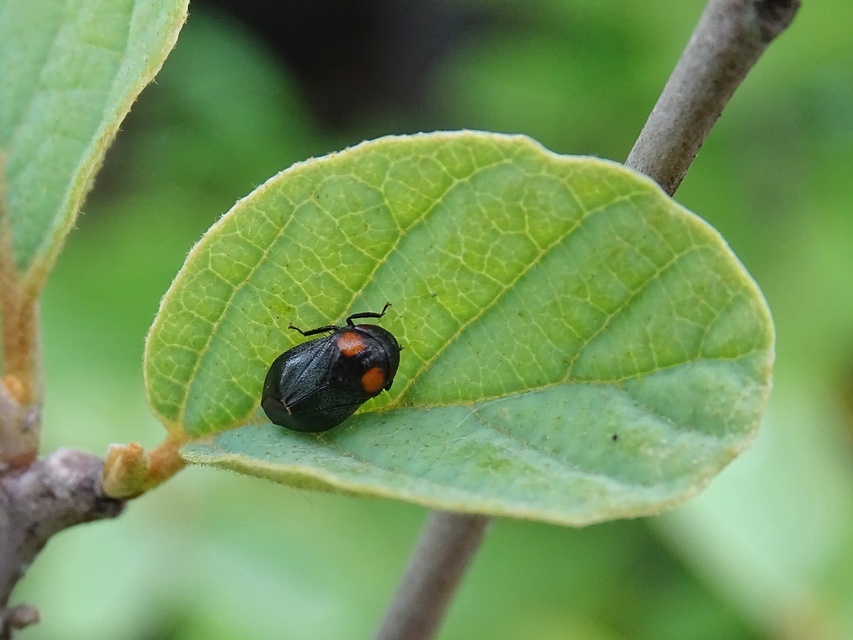 Penthimia nigra - fekete kabóca