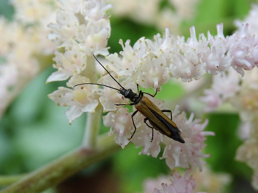 Oedemera femorata - sárgahátú álcincér