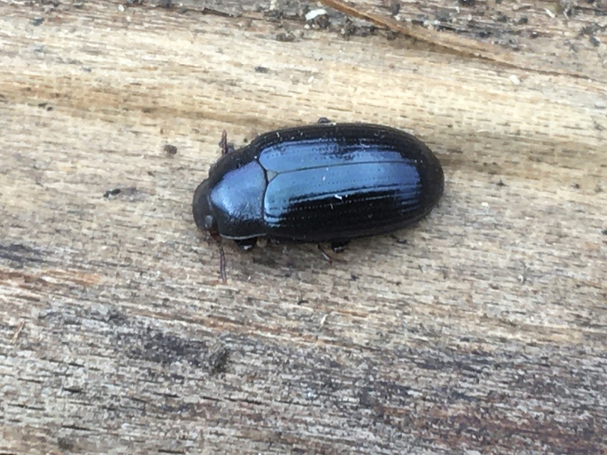 Metaclisa azurea