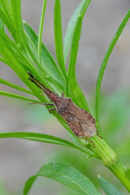 Coriomeris
