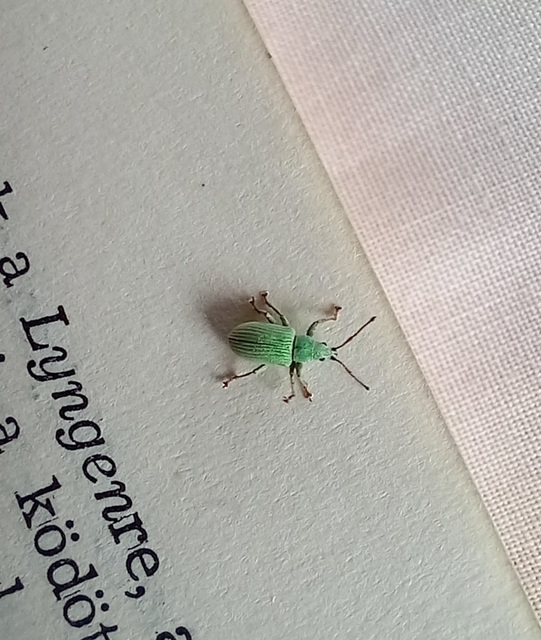 Phyllobius virideaeris - halványzöld levélormányos