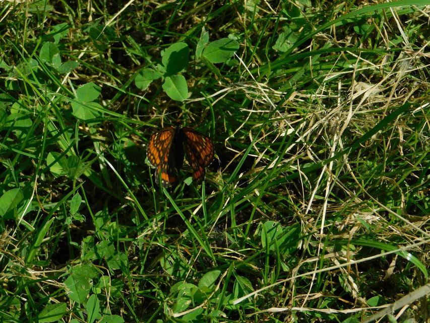 Euphydryas maturna - díszes tarkalepke