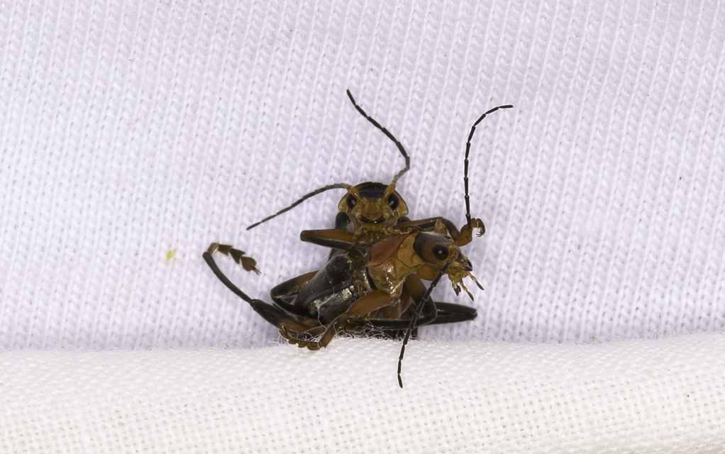Cantharis livida - mezei lágybogár