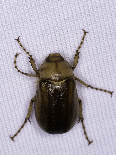 Rhizotrogus aestivus - tavaszvégi cserebogár