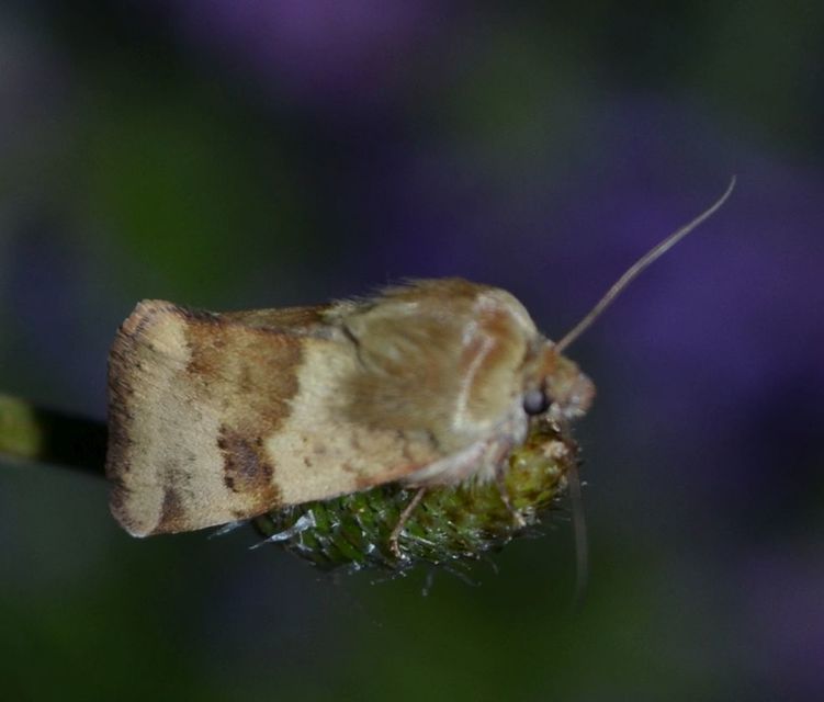 Heliothis viriplaca - mácsonyabagoly