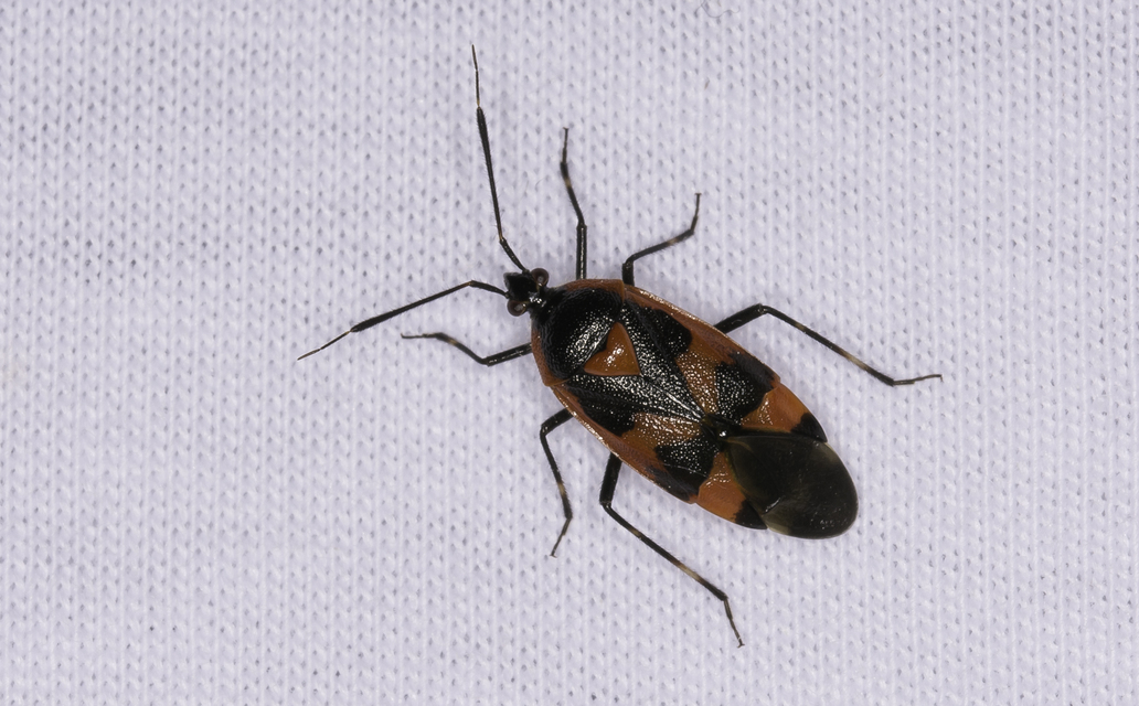 Deraeocoris trifasciatus - nagy mezeipoloska