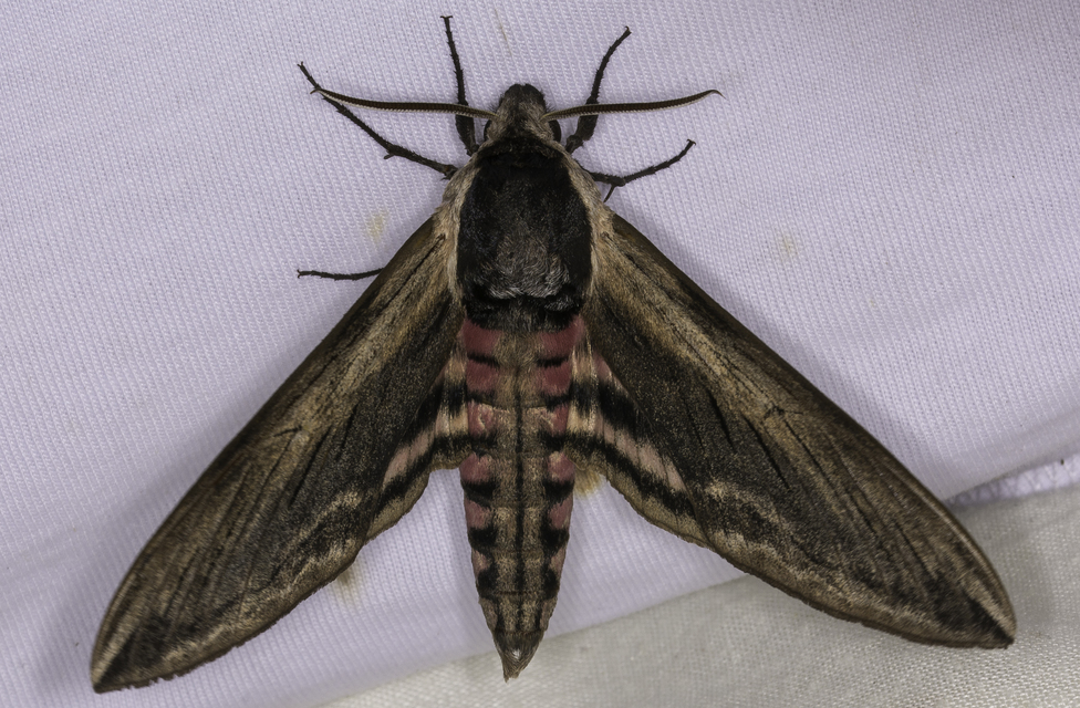 Sphinx ligustri - fagyalszender