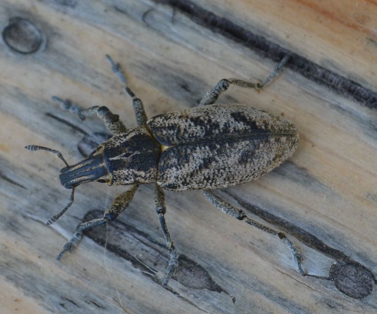 Cleonis pigra - közönséges bogáncsbarkó