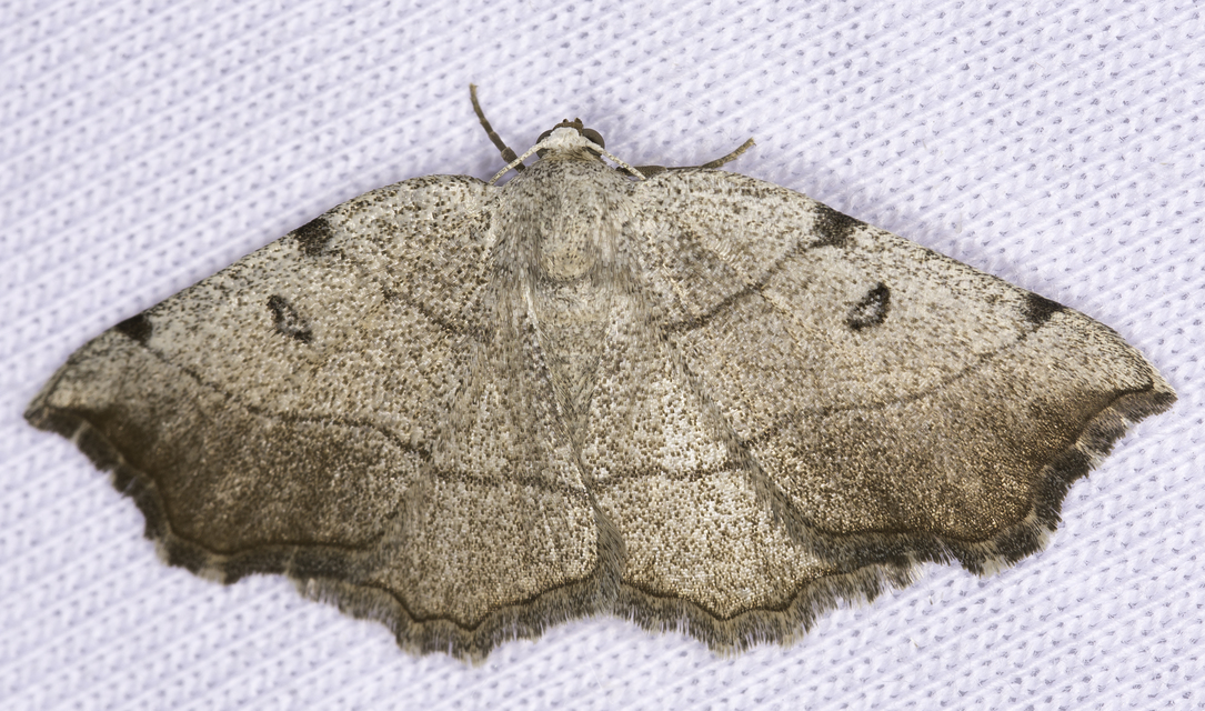 Eilicrinia trinotata - háromjegyű araszoló