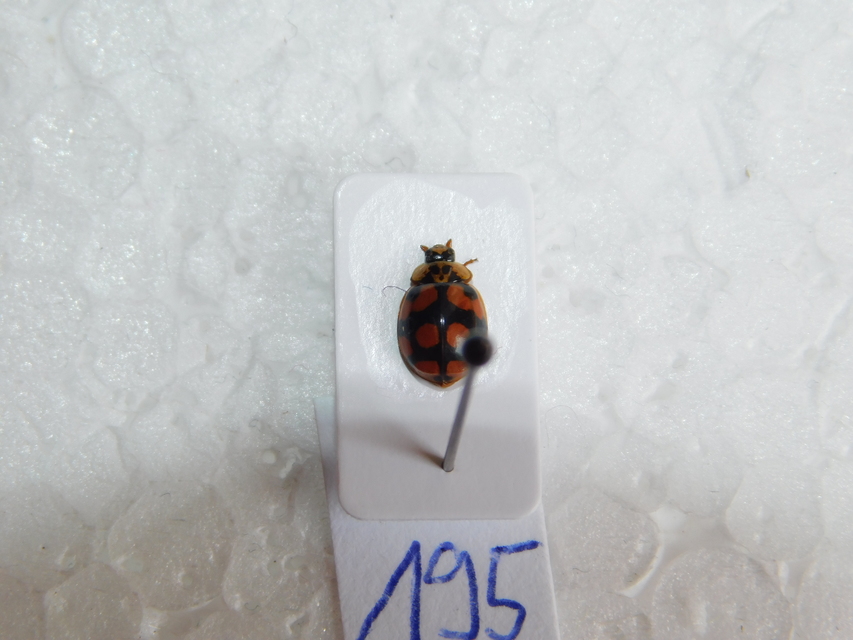 Adalia decempunctata - tízpettyes katica