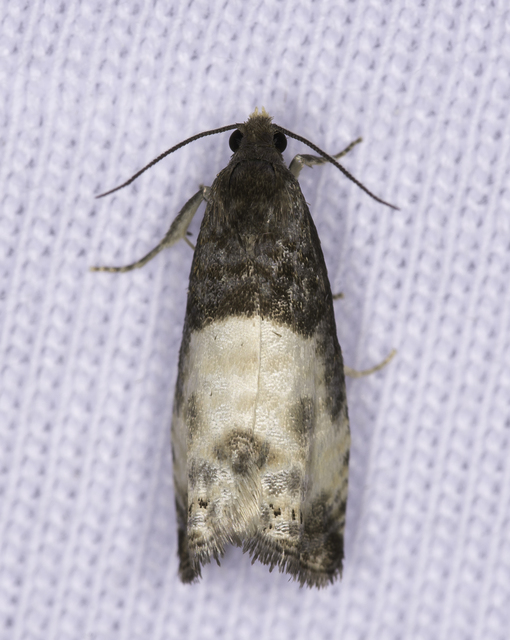 Notocelia cynosbatella - rózsahajtás-tükrösmoly