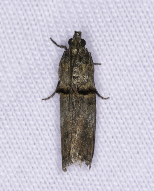 Trachonitis cristella - bokorrágó karcsúmoly