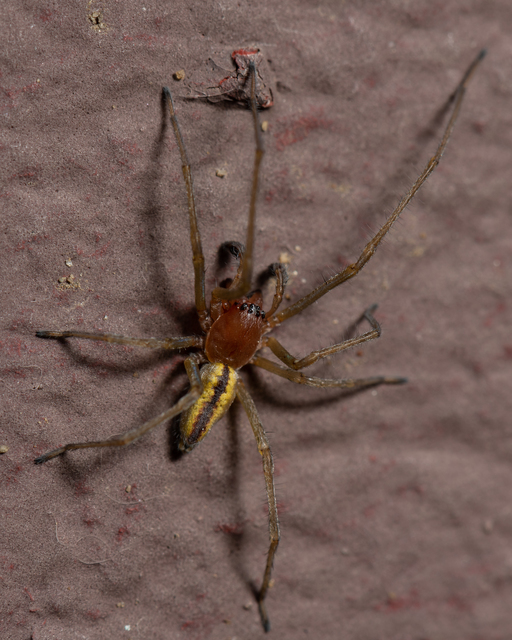 Cheiracanthium erraticum - csíkos dajkapók