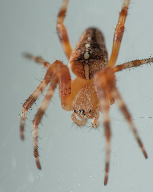 Araneus diadematus - koronás keresztespók