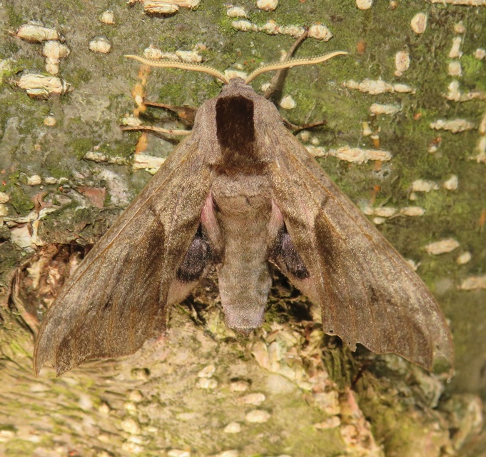 Smerinthus ocellatus - esti pávaszem
