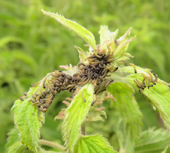 Nymphalis urticae - kis rókalepke