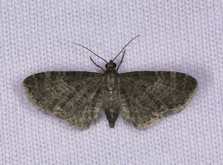 Eupithecia haworthiata - rozsdástestű törpearaszoló