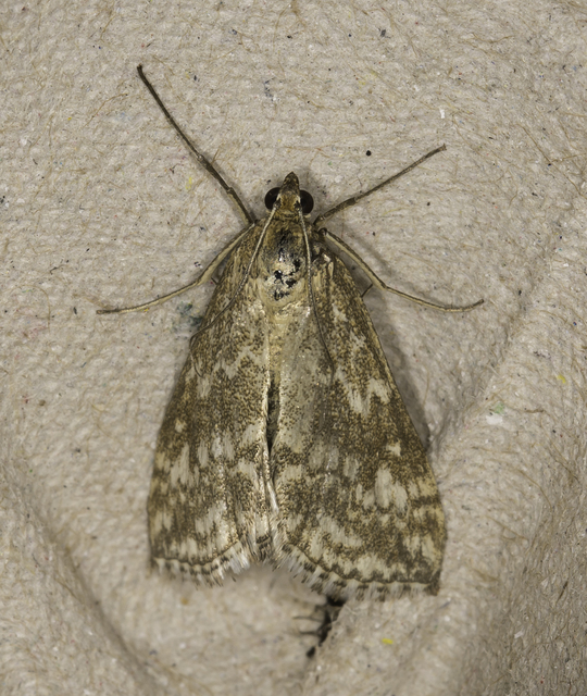 Evergestis frumentalis - tavaszi dudvamoly