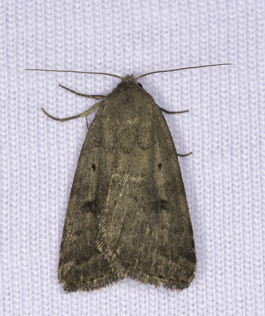 Athetis gluteosa - nyugtalan lápibagoly