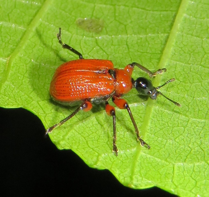 Apoderus coryli - mogyoró-levélsodró