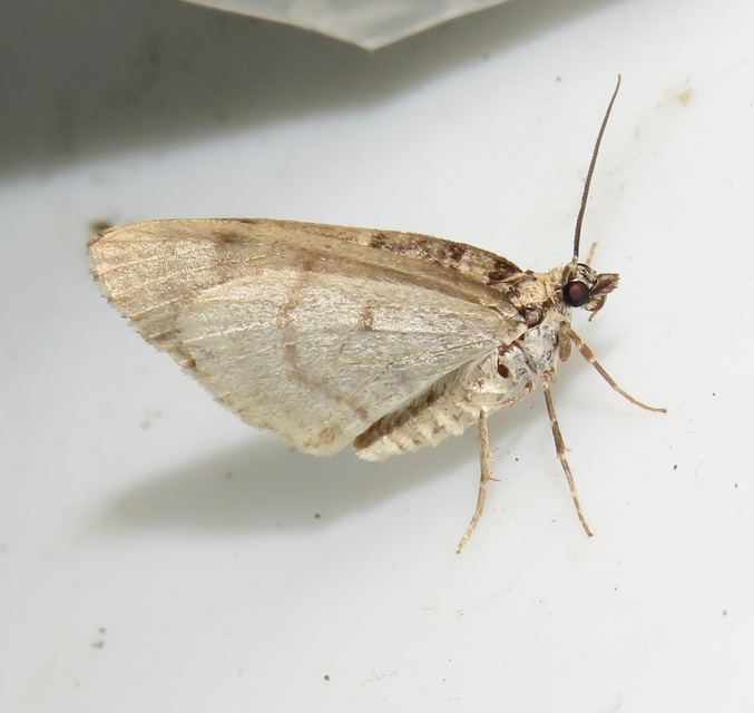 Hydriomena impluviata - égerfa-araszoló