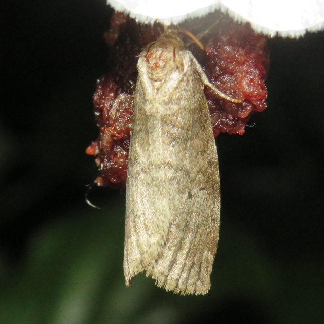 Ochropacha duplaris - égerlevél-pihésszövő