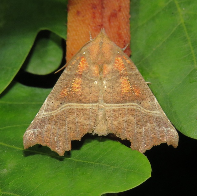 Scoliopteryx libatrix - vörös csipkésbagoly