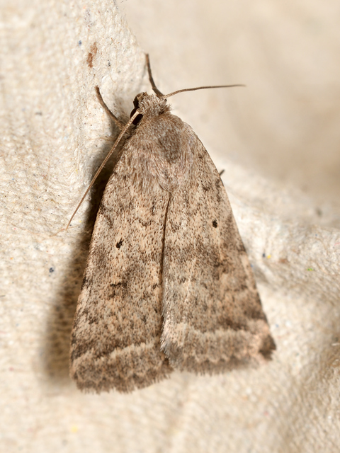 Athetis gluteosa - nyugtalan lápibagoly