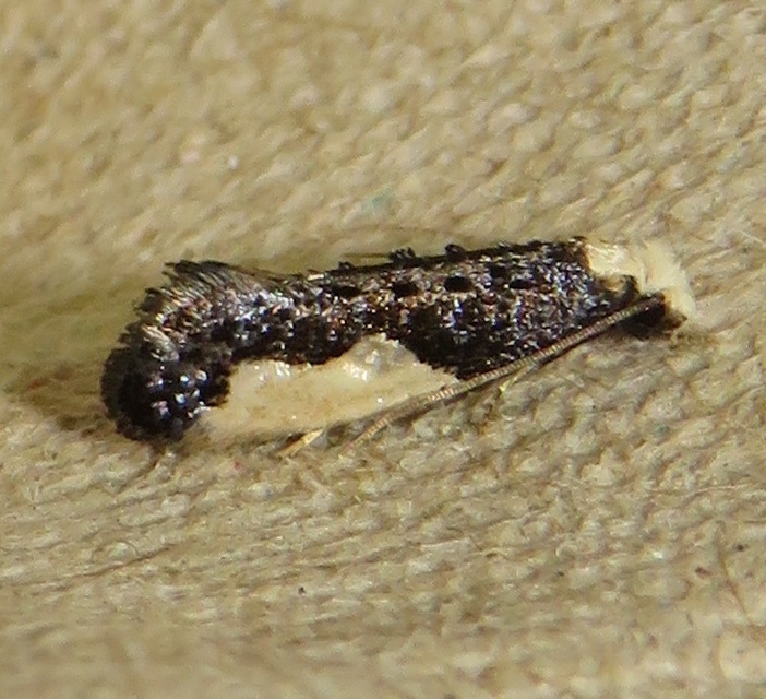 Monopis monachella - apácamoly