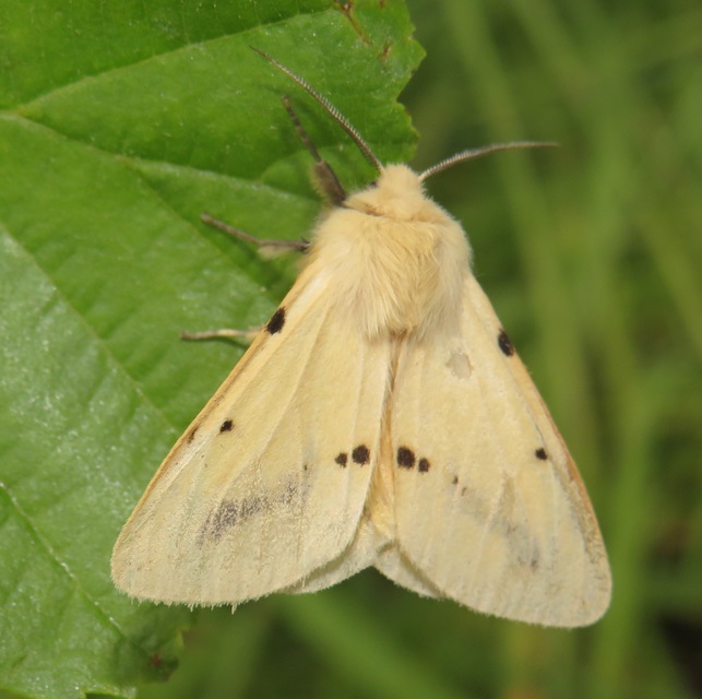 Spilarctia lutea - sárgás medvelepke