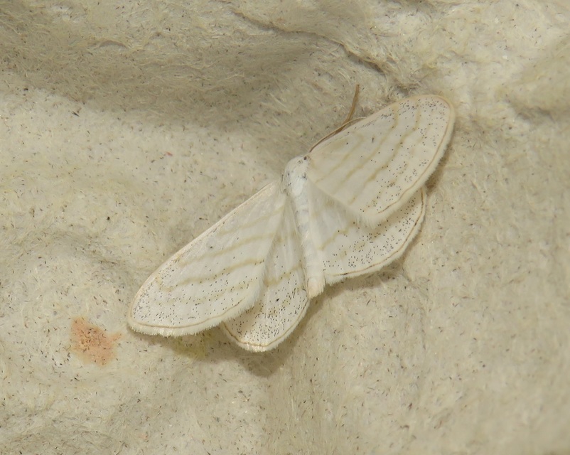 Scopula caricaria - mocsári fehéraraszoló