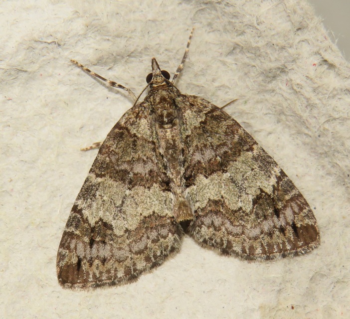 Hydriomena impluviata - égerfa-araszoló